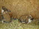 Кролики породы Французский баран