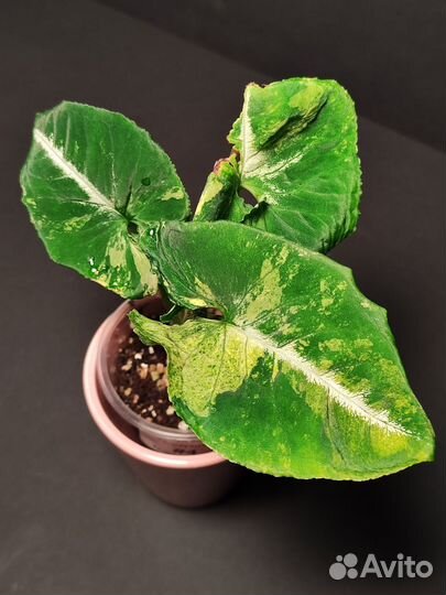 Сингониум яичница