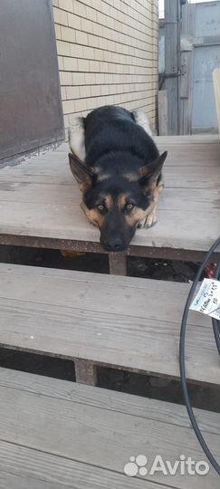 Немецкая овчарка