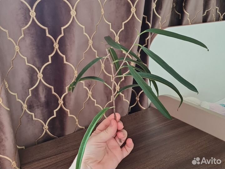 Фикус бенджамина Али