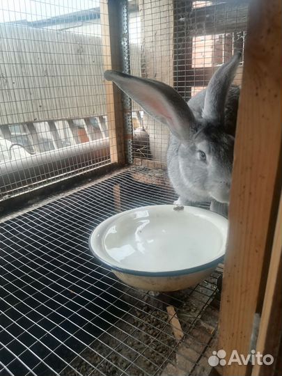 Кролики шиншилла