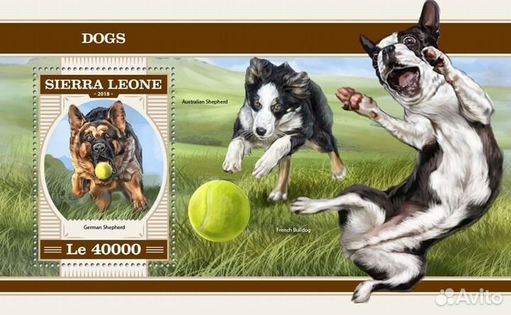 Сьерра-Леоне, 2018. (srl18210) Фауна, собаки (мл+б