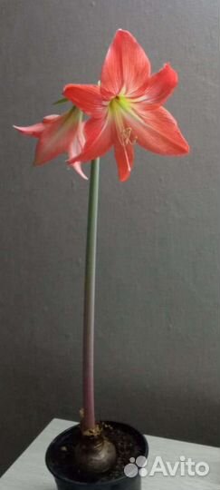 Гиппеаструм амариллис
