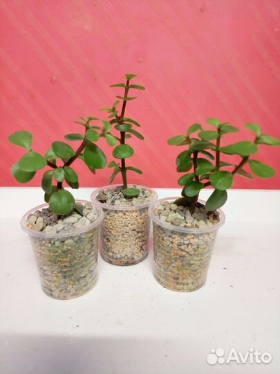 Суккулент портулакария афра