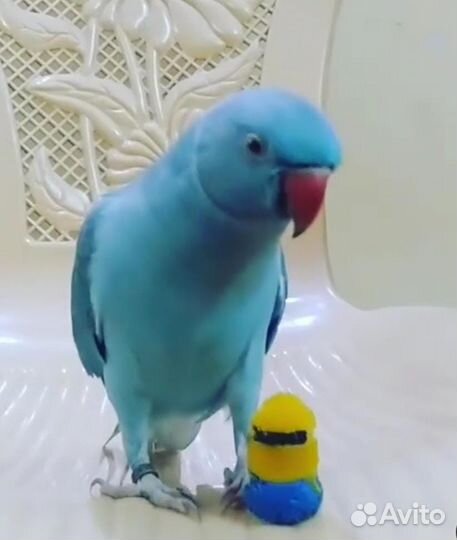 Ожереловый попугай самцы и самки