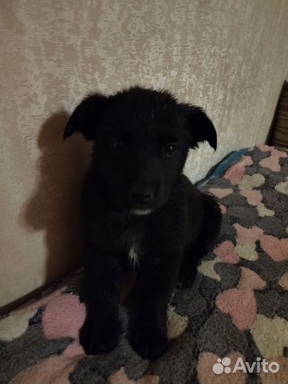 Щенок 2 мес