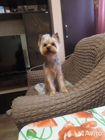 Йоркширский терьер