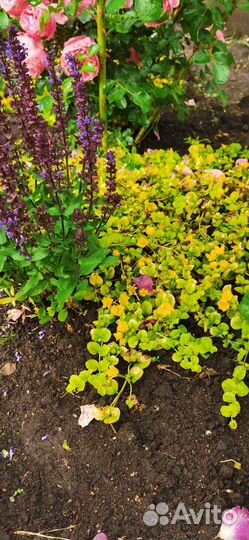 Вербейник монетчатый Голдилокс