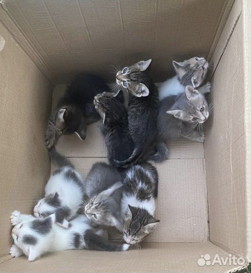 Котята в добрые руки