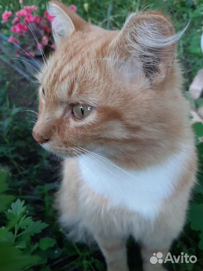 Котик в добрые руки