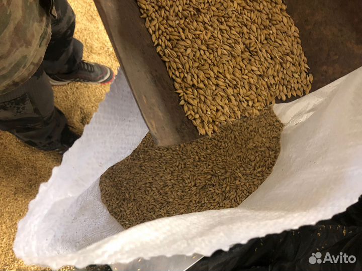 Ячмень и пшеница для животных