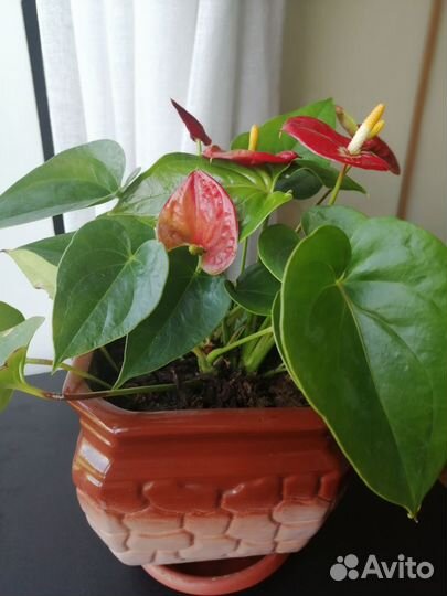 Комнатные цветы антуриум