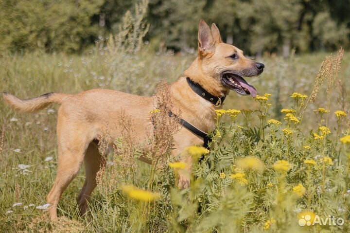 Замечательный Барт ищет дом