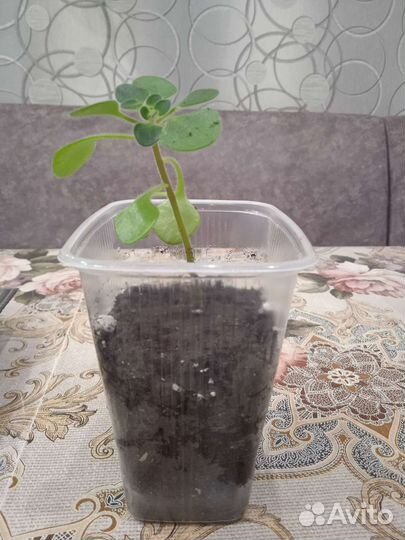 Аихризон дерево любви