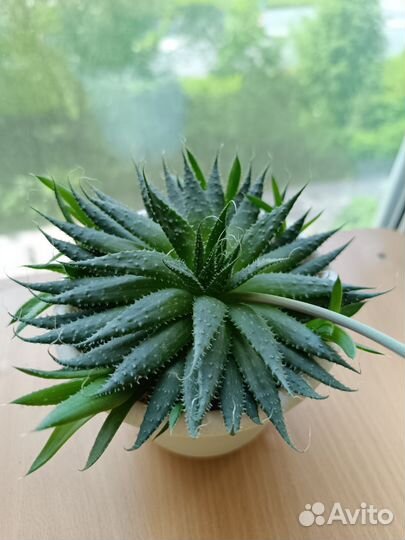 Детки Алоэ остистое(Аристата)