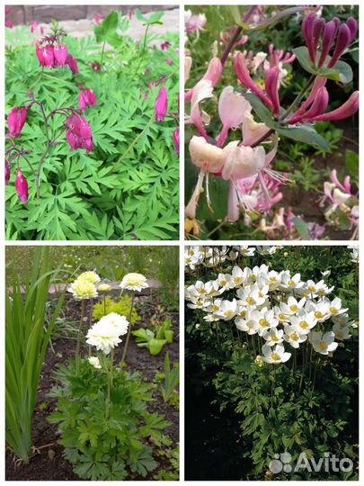 Цветы уличные многолетние №1