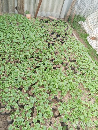 Рассада огурцов