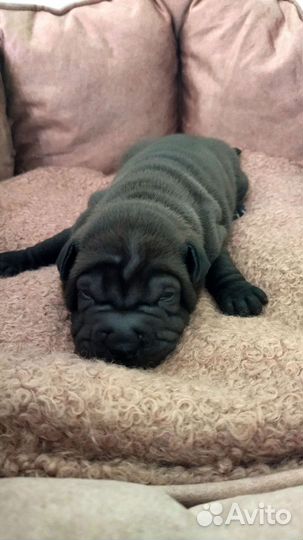 Щенки шарпей