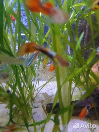 Аквариумные рыбки