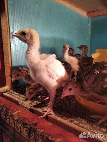 Индюшата. Цесарята. Перепелята. Несушка