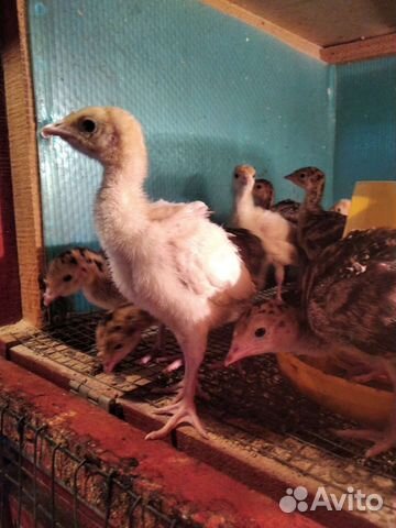 Индюшата. Цесарята. Перепелята. Несушка