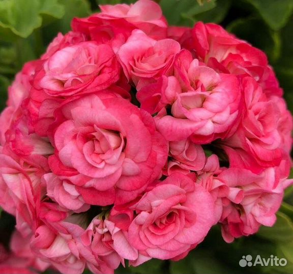 Пеларгония герань розебудная