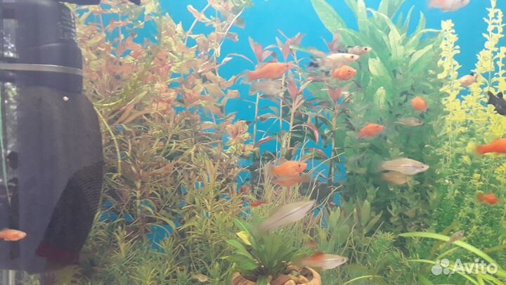 Продам аквариумных рыбок, улиток, растения и корм