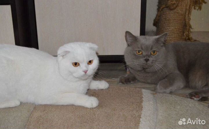 Продаем котят