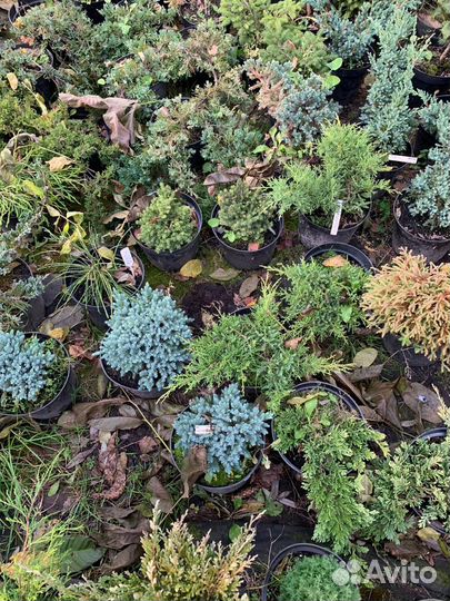 Ель канадская Коника