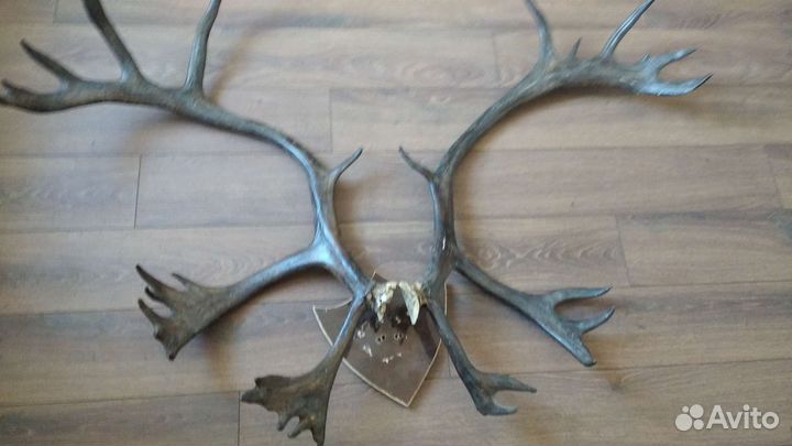 Северный сувенир