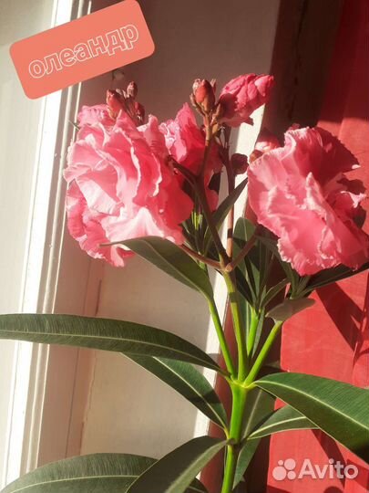 Традесканции, каллизии, монстера, мята