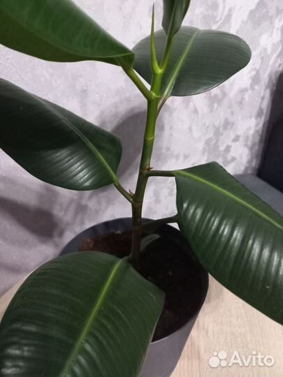 Фикус каучуконосный