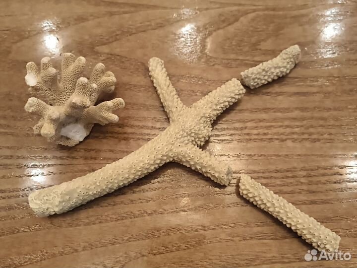 Морские кораллы