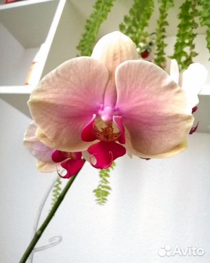 Орхидея фаленопсис