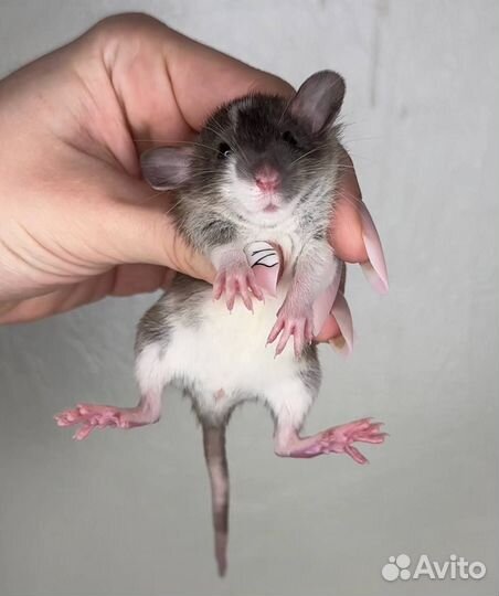 Крысята дамбо. Декоративная крыса. Крысята от Пито