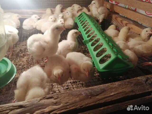 Бройлер, Утята, Гусята, Несушка, Мулард