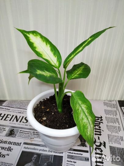 Диффенбахия Камилла