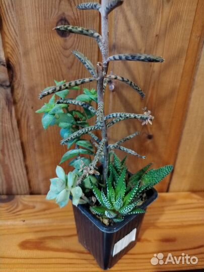 Суккуленты