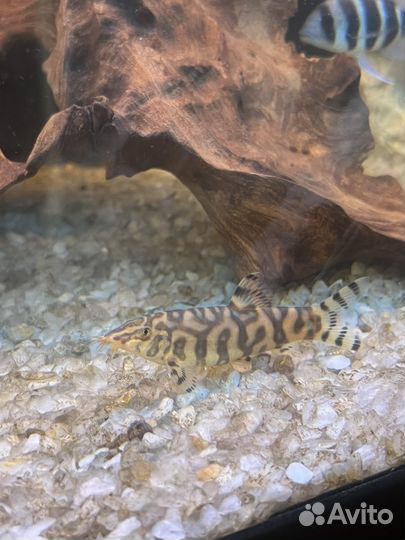 Мраморные боции