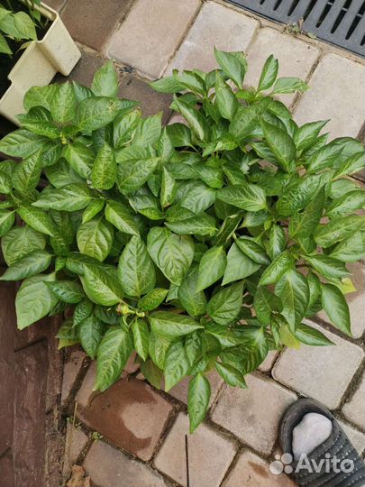 Горький струч