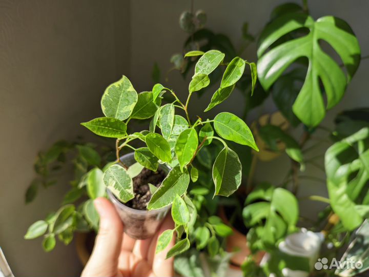 Фикус Кинки комнатные растения