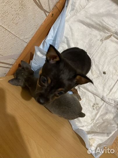 Мини той-терьер