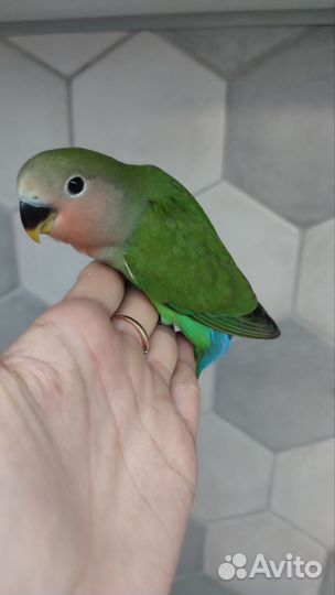 Попугай неразлучник