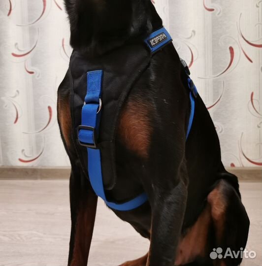 Шлейка для средних и крупных собак