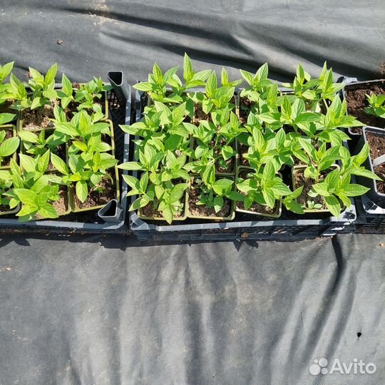 Гортензия метельчатая