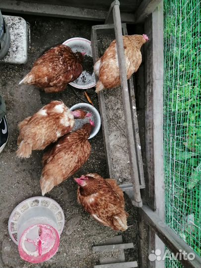 Куры несушки