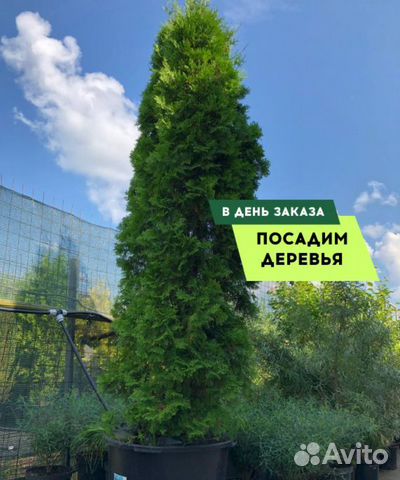 Туя Брабант 1,5 м