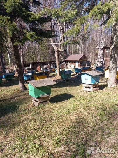 Продам пчелосемьи