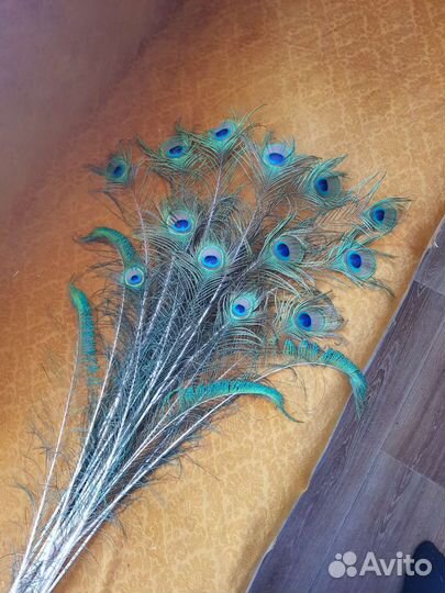 Перья павлина