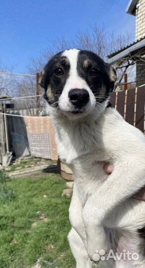 Щенята 3 девочки